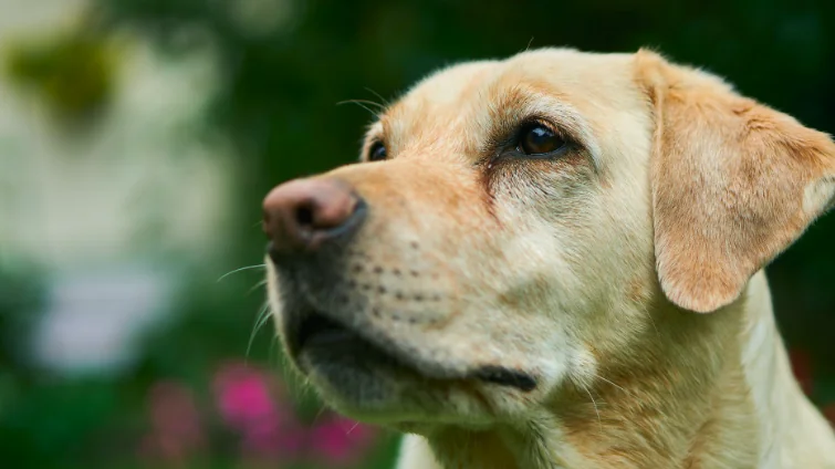 Addio a Chunk, il cane del premio Fedeltà di Camogli